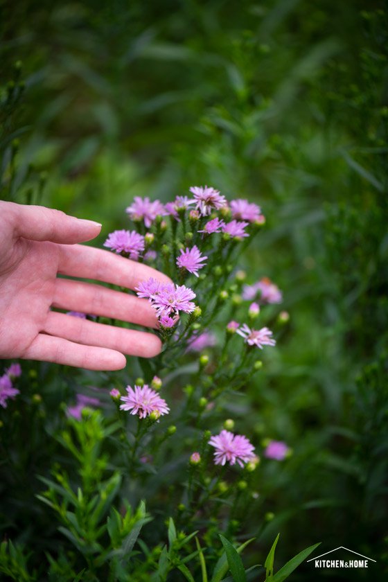 Mini Flower Field ทุ่งดอกไม้ในสวนหลังบ้าน