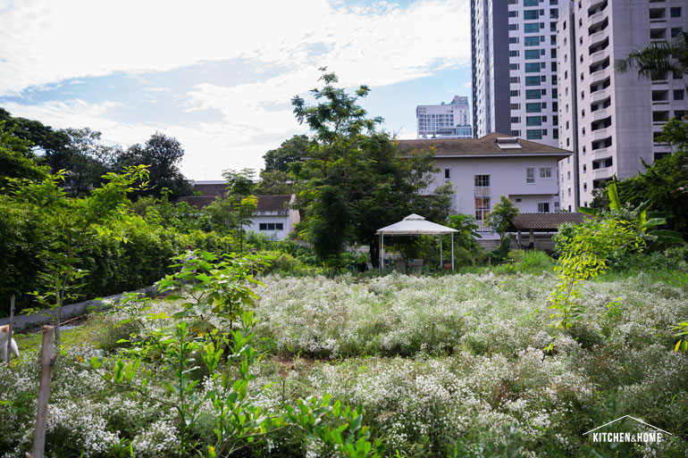 Mini Flower Field ทุ่งดอกไม้ในสวนหลังบ้าน