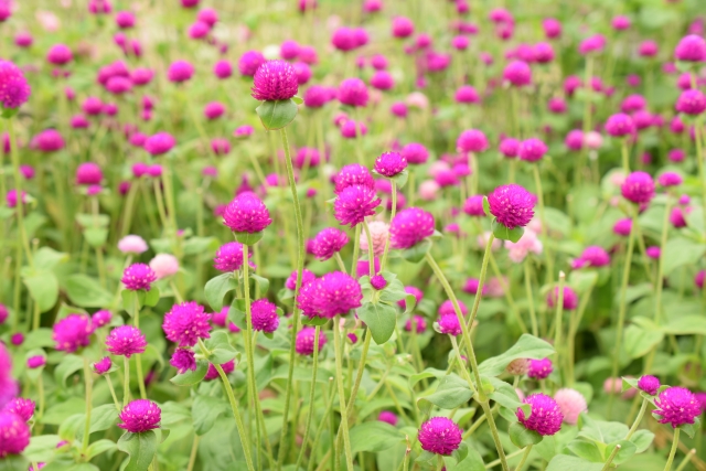 ดอกไม้ที่คนไทยรู้จักดีและสวยงามอย่างไม่น่าเชื่อกับวิธีการปลูกในญี่ปุ่น