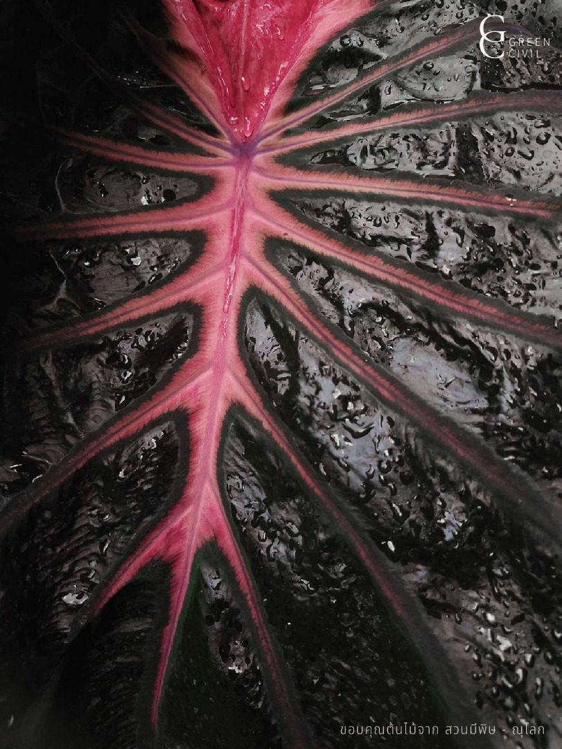 ฮือฮา "ต้นไม้ราคา 20 ล้าน" Colocasia Psylocke ไม้ลูกผสมฝีมือคนไทย