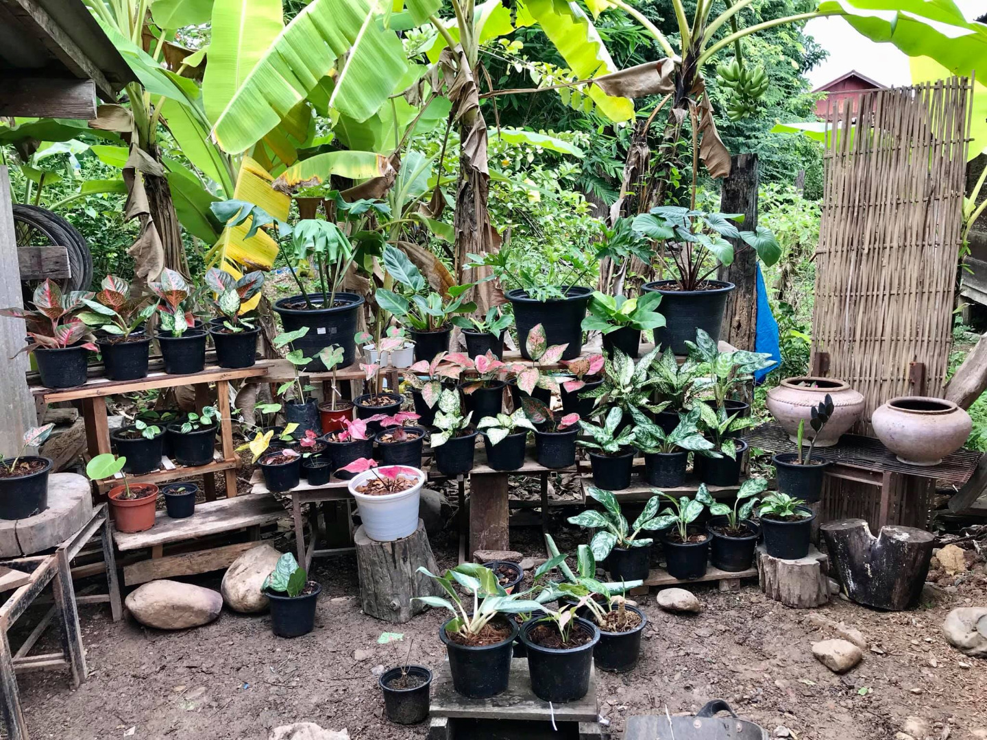 รีวิวจัดสวนหลังบ้าน เปลี่ยนที่รกร้างเป็นมุมจิบกาแฟเก๋ๆ งบไม่ถึง 2 พันบาท