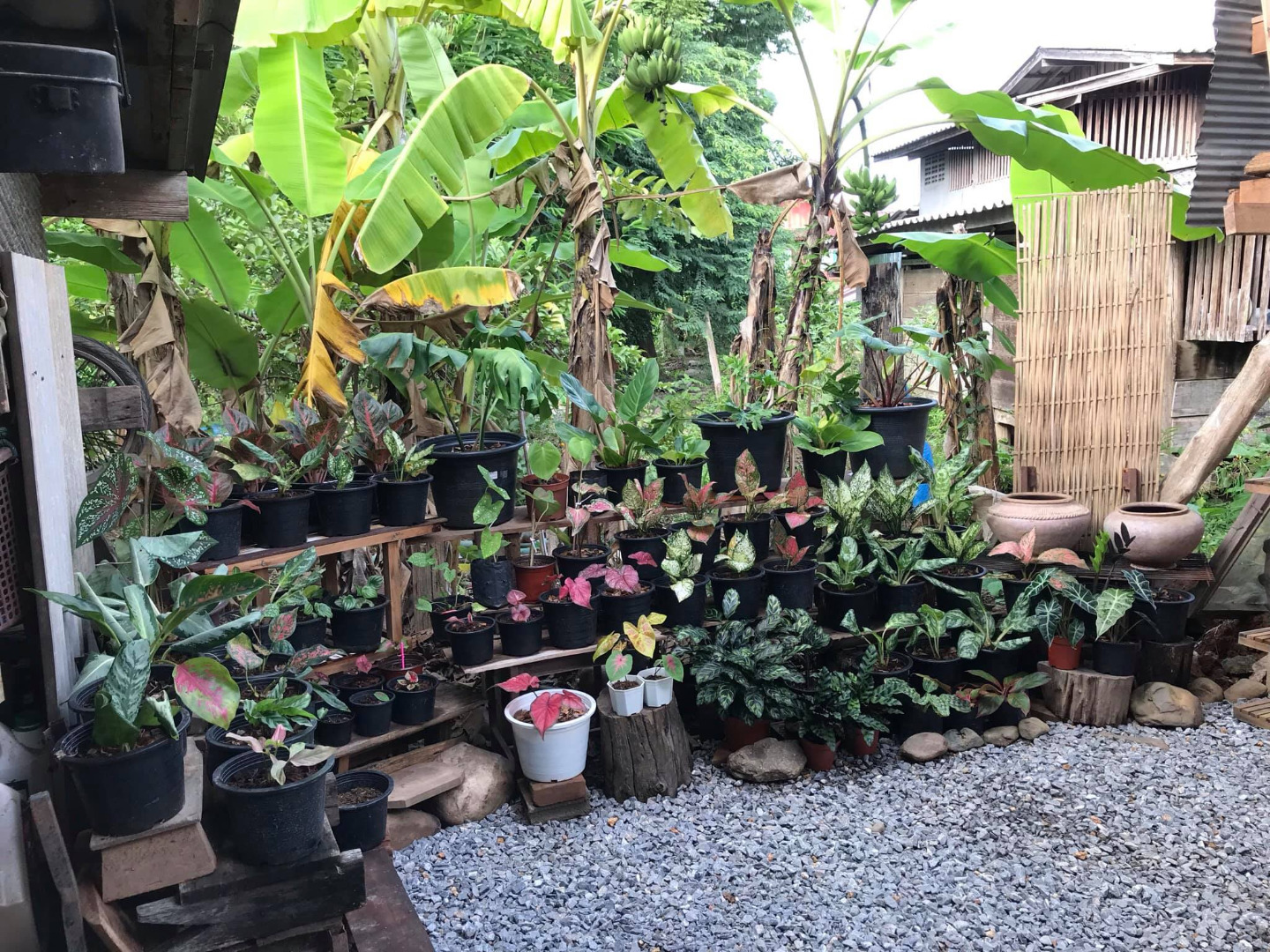 รีวิวจัดสวนหลังบ้าน เปลี่ยนที่รกร้างเป็นมุมจิบกาแฟเก๋ๆ งบไม่ถึง 2 พันบาท