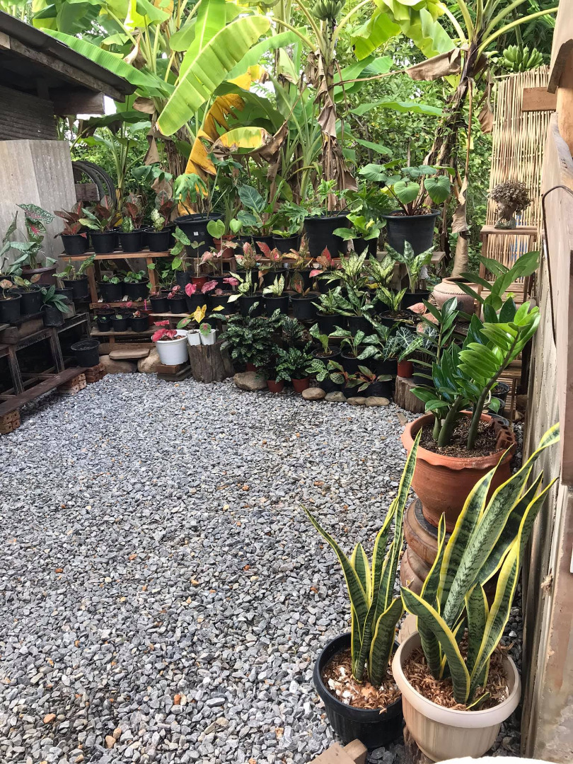 รีวิวจัดสวนหลังบ้าน เปลี่ยนที่รกร้างเป็นมุมจิบกาแฟเก๋ๆ งบไม่ถึง 2 พันบาท