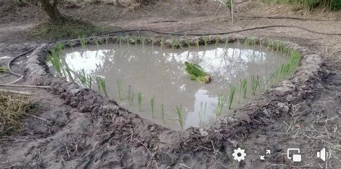 การเกษตรแบบ "เชษฐ์ สไมล์บัฟฟาโล" สุดมุ้งมิ้ง ดำนาเป็นรูปหัวใจ