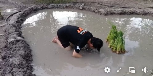 การเกษตรแบบ "เชษฐ์ สไมล์บัฟฟาโล" สุดมุ้งมิ้ง ดำนาเป็นรูปหัวใจ