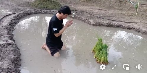 การเกษตรแบบ "เชษฐ์ สไมล์บัฟฟาโล" สุดมุ้งมิ้ง ดำนาเป็นรูปหัวใจ