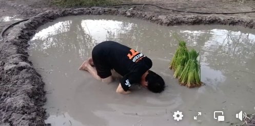 การเกษตรแบบ "เชษฐ์ สไมล์บัฟฟาโล" สุดมุ้งมิ้ง ดำนาเป็นรูปหัวใจ