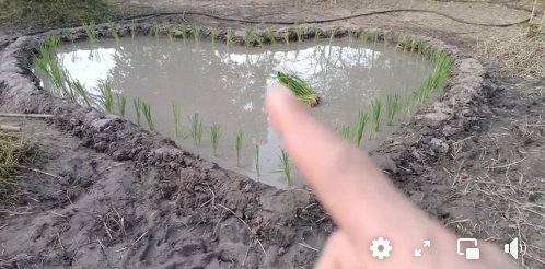 การเกษตรแบบ "เชษฐ์ สไมล์บัฟฟาโล" สุดมุ้งมิ้ง ดำนาเป็นรูปหัวใจ