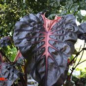 ทำไมบอนสี  "Colocasia Psylocke" จึงราคาพุ่งได้ถึง 20 ล้านบาท