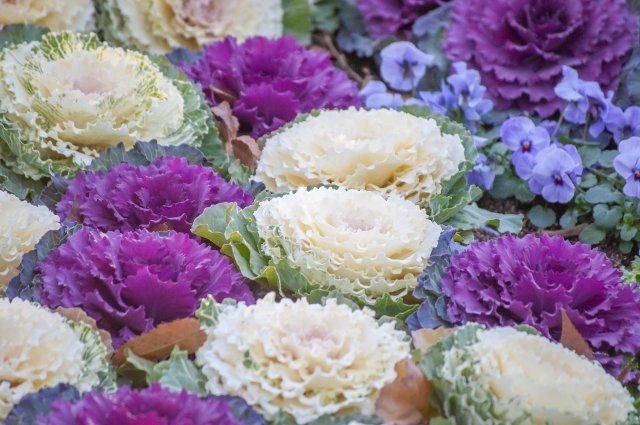 รู้จัก 5 ดอกไม้ที่คนญี่ปุ่นนิยมนำมาประดับบ้านเพื่อความเป็นมงคลในช่วงปีใหม่