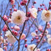 รู้จัก 5 ดอกไม้ที่คนญี่ปุ่นนิยมนำมาประดับบ้านเพื่อความเป็นมงคลในช่วงปีใหม่