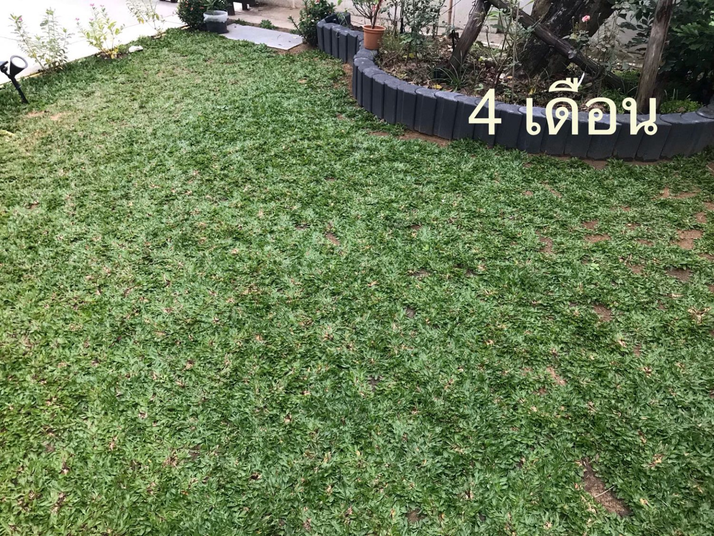 รีวิว “ปลูกหญ้าไทเป” ปลูกครั้งเดียว เขียวขจีโดยไม่ต้องตัดหญ้าอีกเลย
