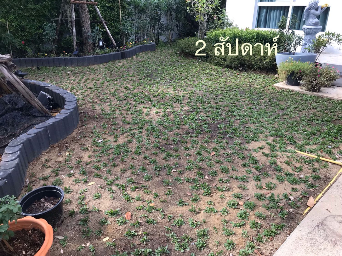 รีวิว “ปลูกหญ้าไทเป” ปลูกครั้งเดียว เขียวขจีโดยไม่ต้องตัดหญ้าอีกเลย