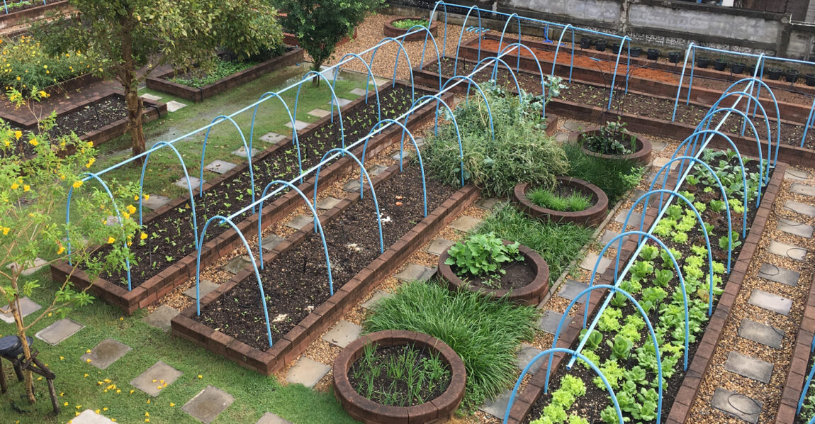 ทำแปลงปลูกผักกินเอง พื้นที่ทดลองใหม่ในสวนหลังบ้าน