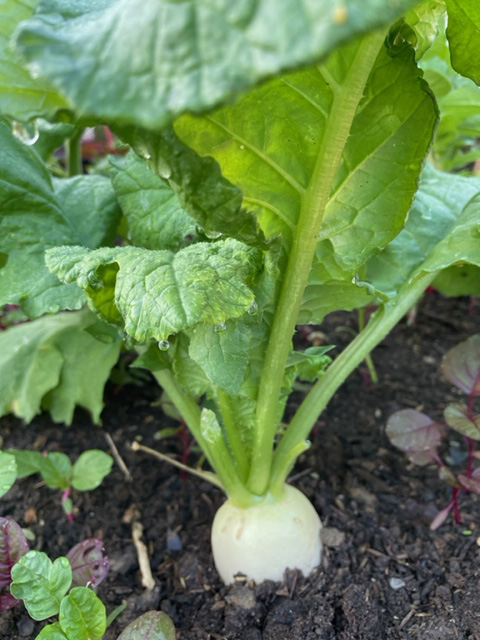 ทำแปลงปลูกผักกินเอง พื้นที่ทดลองใหม่ในสวนหลังบ้าน