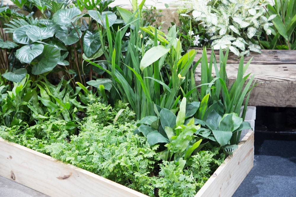 Kitchen Plants หลากไอเดียจัดสวน ผักสวนครัวของคนเมือง