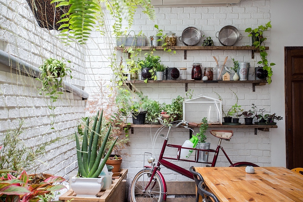 Kitchen Plants หลากไอเดียจัดสวน ผักสวนครัวของคนเมือง