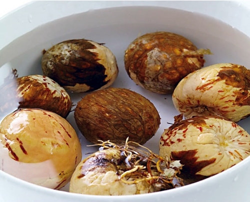 ปลูกอะโวคาโดเองง่ายๆ ทำได้ในคืนเดียว ใช้เพียงแค่เมล็ด