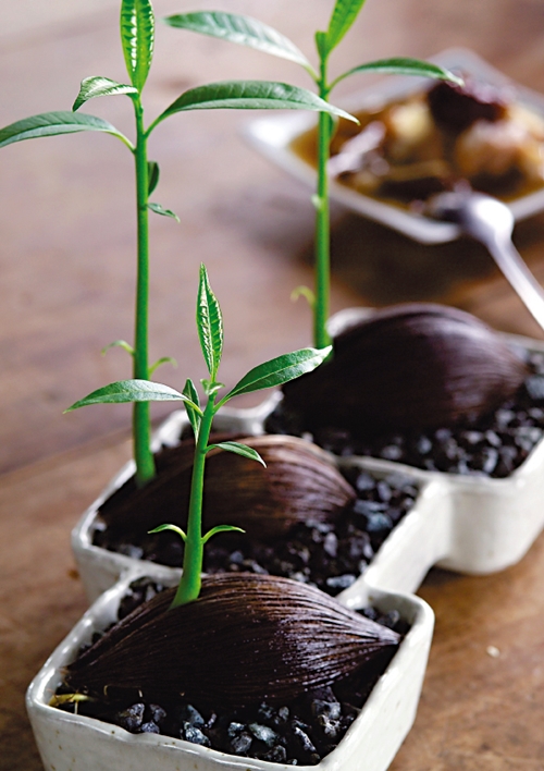 ปลูกอะโวคาโดเองง่ายๆ ทำได้ในคืนเดียว ใช้เพียงแค่เมล็ด