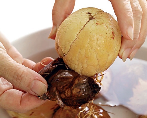 ปลูกอะโวคาโดเองง่ายๆ ทำได้ในคืนเดียว ใช้เพียงแค่เมล็ด