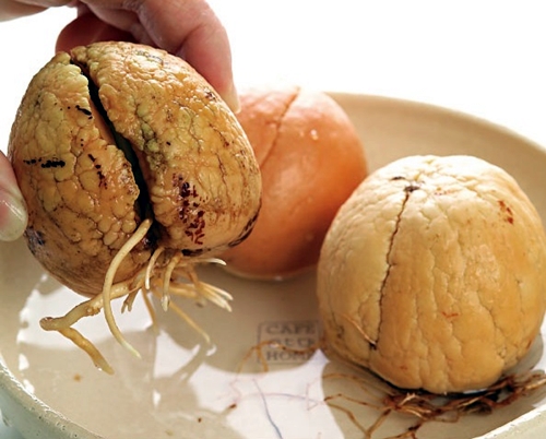 ปลูกอะโวคาโดเองง่ายๆ ทำได้ในคืนเดียว ใช้เพียงแค่เมล็ด