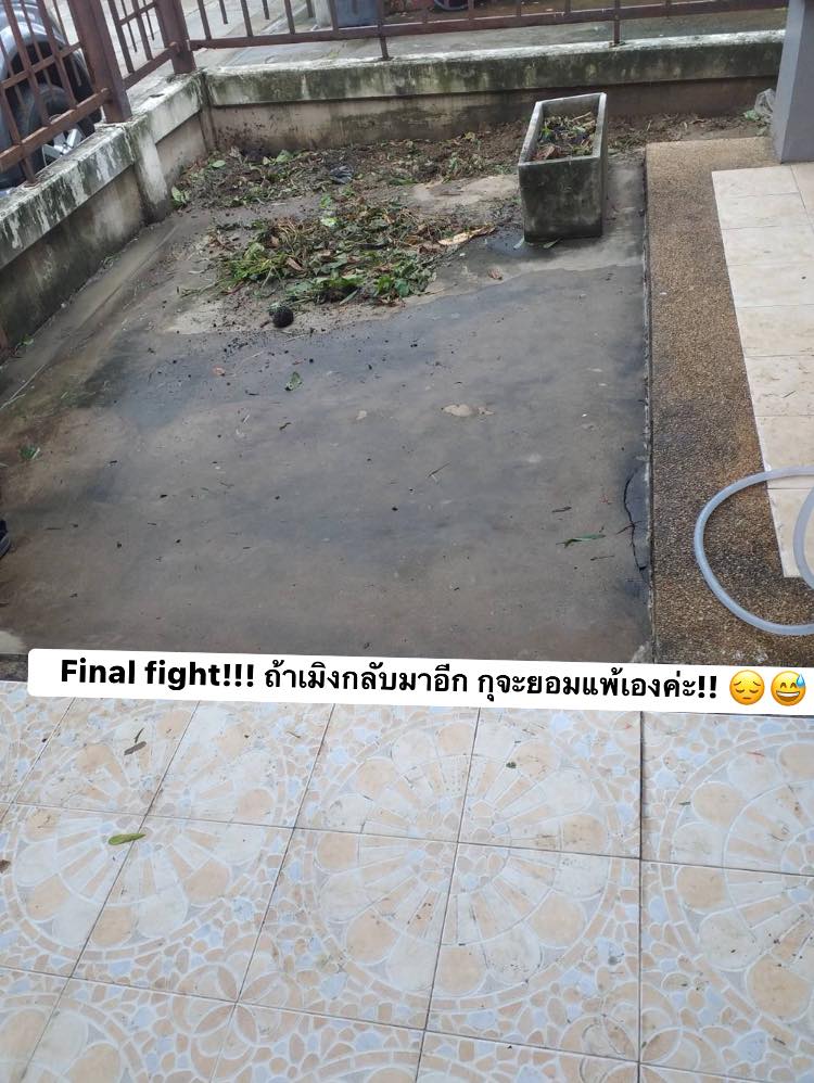 สาวแชร์ประสบการณ์ “ต้นเล็บมือนางทนทายาด” ตัดแล้วก็ไม่ตาย แถมยังขึ้นคลุมบ้านไปครึ่งหลัง