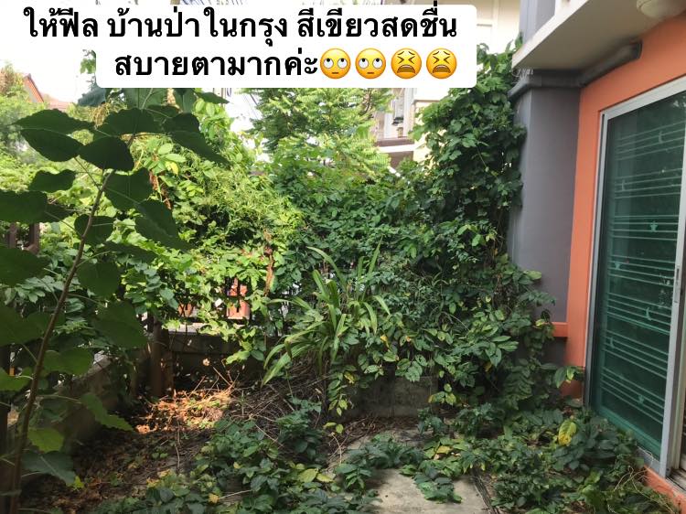 สาวแชร์ประสบการณ์ “ต้นเล็บมือนางทนทายาด” ตัดแล้วก็ไม่ตาย แถมยังขึ้นคลุมบ้านไปครึ่งหลัง