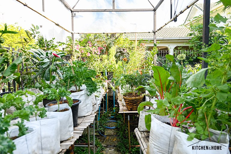ปูเป้ “ปลูก”เอง สวนสวยในบ้านที่เน้นปลูกผักสวนครัวไว้กินเอง