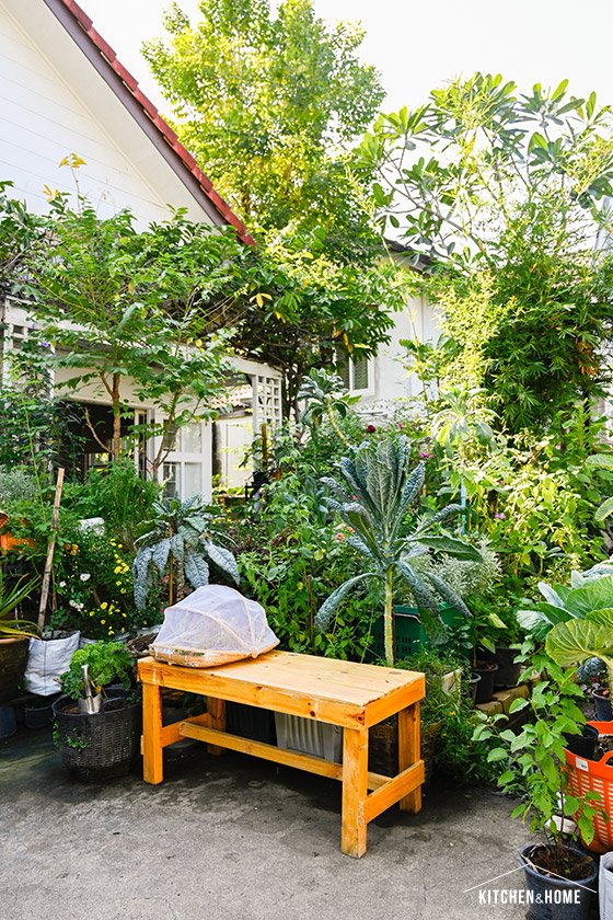 ปูเป้ “ปลูก”เอง สวนสวยในบ้านที่เน้นปลูกผักสวนครัวไว้กินเอง