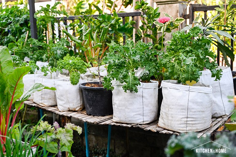 ปูเป้ “ปลูก”เอง สวนสวยในบ้านที่เน้นปลูกผักสวนครัวไว้กินเอง