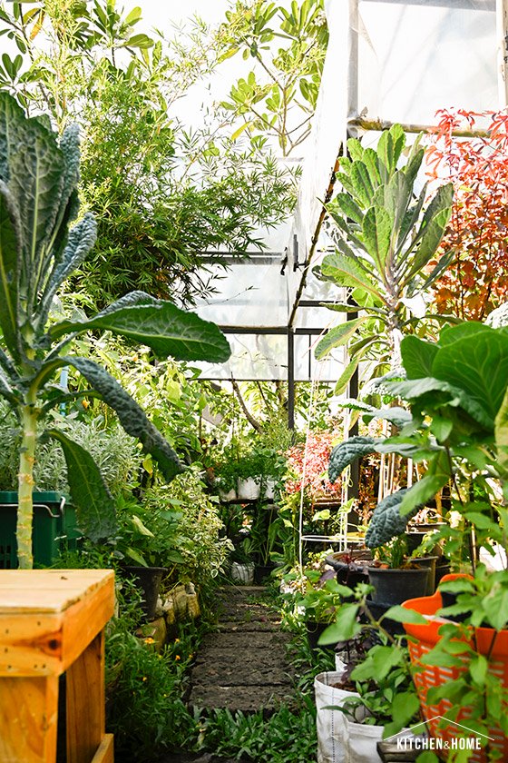 ปูเป้ “ปลูก”เอง สวนสวยในบ้านที่เน้นปลูกผักสวนครัวไว้กินเอง