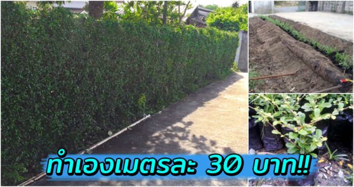 หนุ่มโชว์ไอเดีย “ปลูกรั้วต้นไม้เมตรละ 30 บาท” แนวทางคนมีงบน้อย ได้รั้วเขียวสวยสมใจ