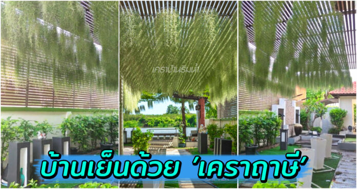 สาวแชร์ไอเดียจัดสวนด้วย “ต้นเคราฤาษี” ไม้พันธุ์เล็กให้ร่มเงาดี เปลี่ยนบ้านเย็นสบายได้จริง