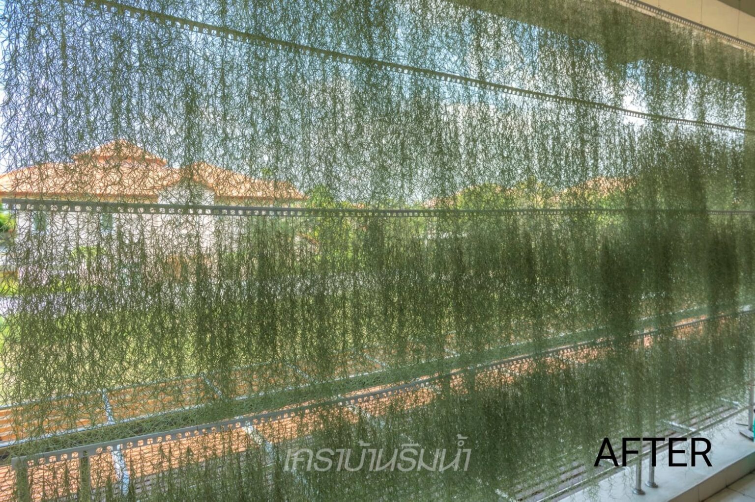 สาวแชร์ไอเดียจัดสวนด้วย “ต้นเคราฤาษี” ไม้พันธุ์เล็กให้ร่มเงาดี เปลี่ยนบ้านเย็นสบายได้จริง