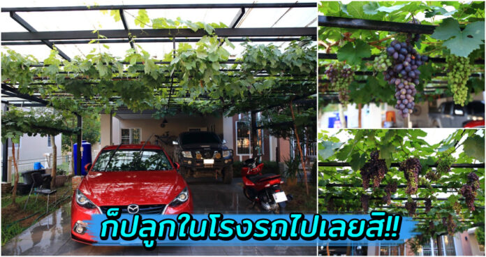 หนุ่มโชว์ไอเดีย “สวนองุ่นในโรงรถ” สร้างบรรยากาศให้บ้านดูราวกับยุโรปตอนใต้