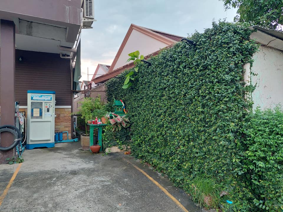 หนุ่มแชร์ไอเดียปลูกตีนตุ๊กแกแต่งรั้วบ้าน ในกระถางไม่ต้องเหนื่อยเอาลงดิน เหมาะกับชีวิตคนเมือง