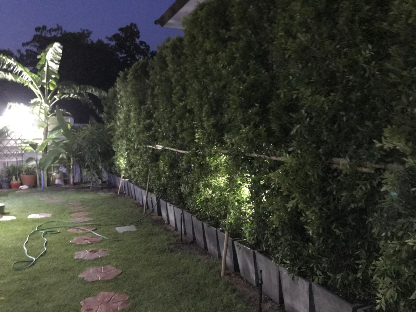 ชมไอเดียทำรั้วบ้านด้วย “ต้นไทรเกาหลี” เพิ่มความเป็นส่วนตัวด้วยธรรมชาติสีเขียวสบายตา