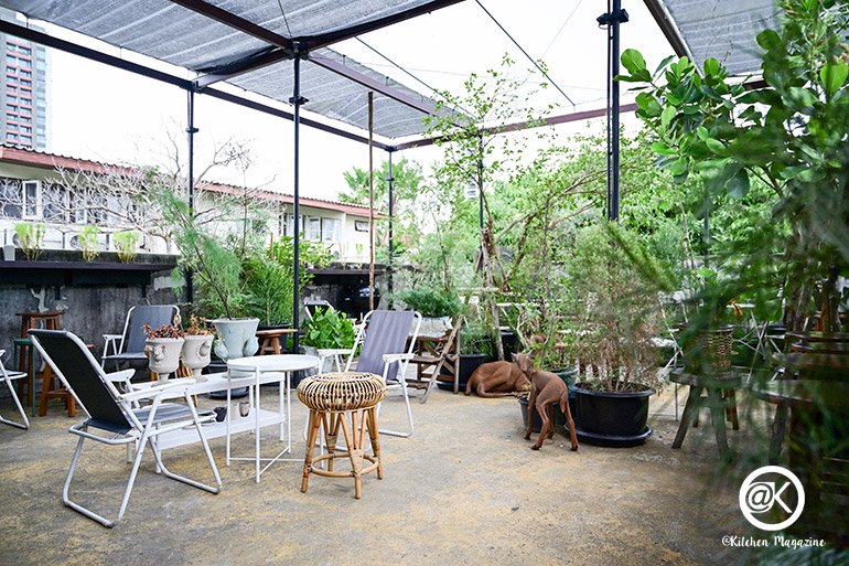 รวมไอเดียปลูกต้นไม้ในบ้าน และมุมสวนสวยเติมความสดชื่นให้กับบ้าน