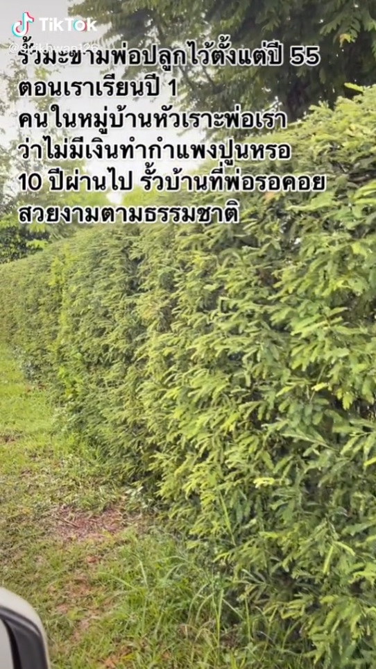 ชมไอเดีย “รั้วต้นมะขาม”ผลงานรั้วจากธรรมชาติหลังปลูกไว้ 10 ปี