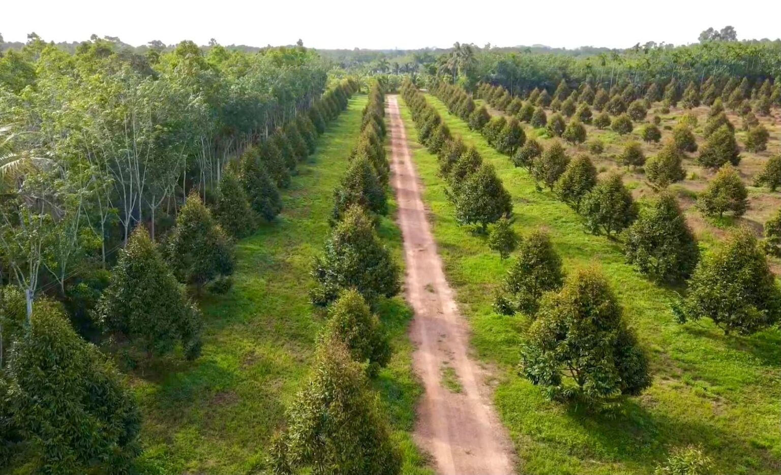 เจ้าของพาชมบ้านสวนในฝันห้อมล้อมด้วย “สวนทุเรียน”บรรยากาศน่าอยู่