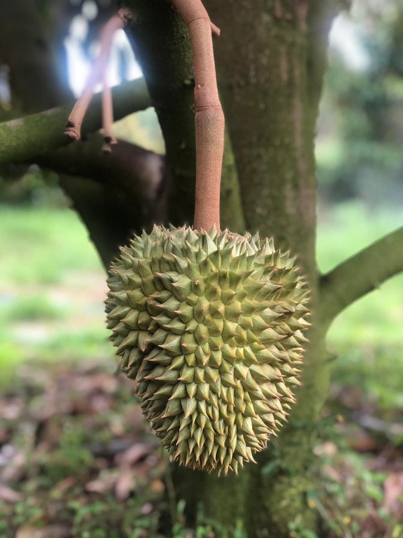 เจ้าของพาชมบ้านสวนในฝันห้อมล้อมด้วย “สวนทุเรียน”บรรยากาศน่าอยู่