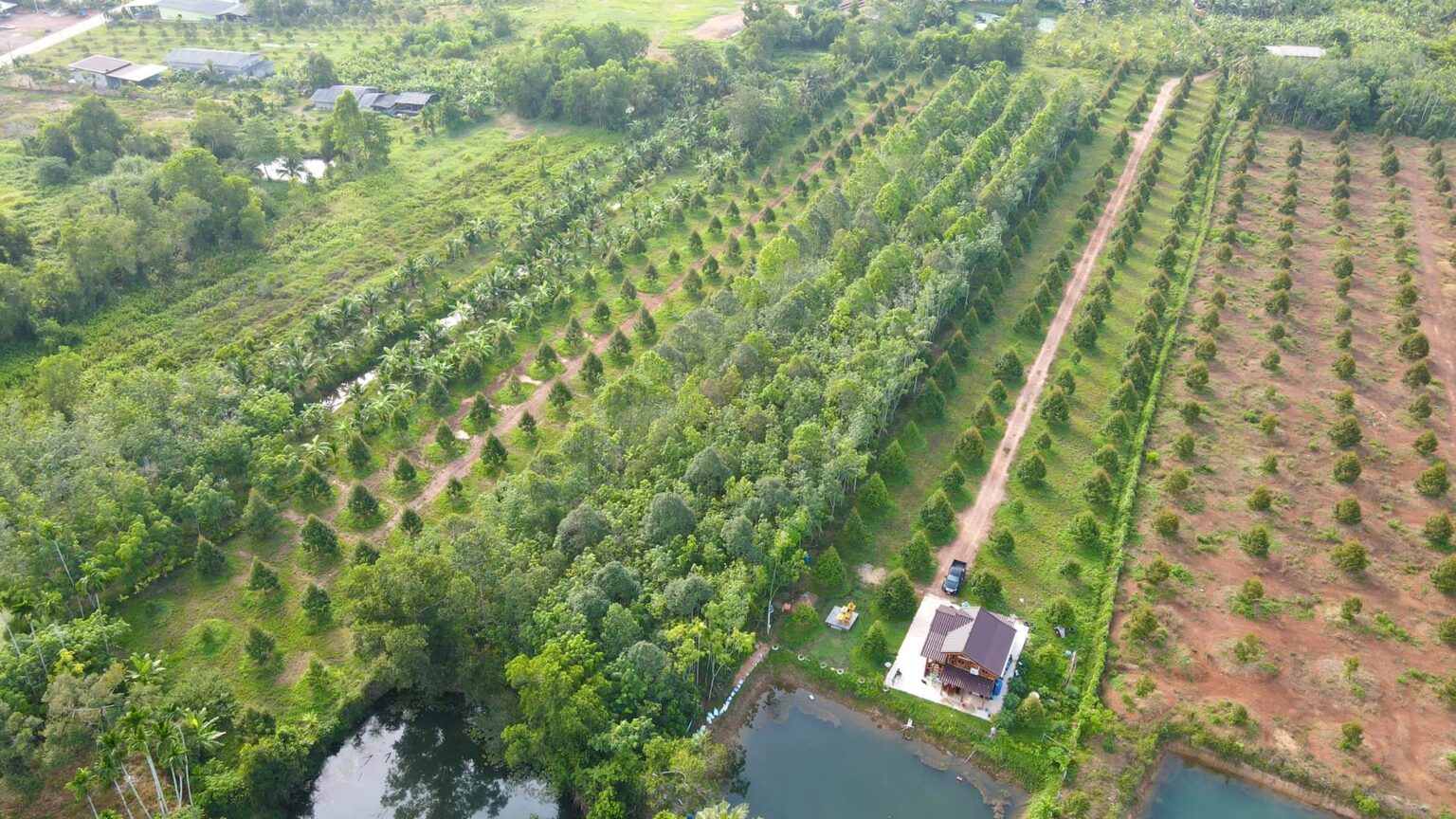 เจ้าของพาชมบ้านสวนในฝันห้อมล้อมด้วย “สวนทุเรียน”บรรยากาศน่าอยู่