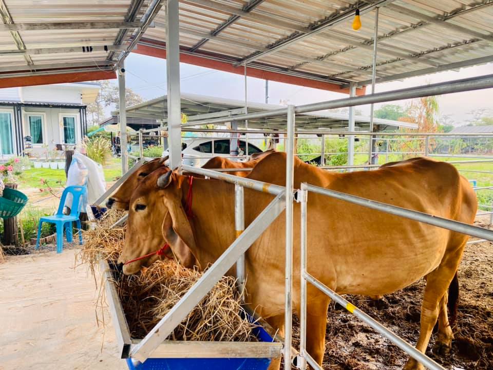 สาวโชว์ความเรียบง่ายของบ้านสวนบนพื้นที่ 1 ไร่ พร้อมกับเลี้ยงวัว 6 ตัว ความสุขง่ายๆ ที่หาได้จากในบ้าน