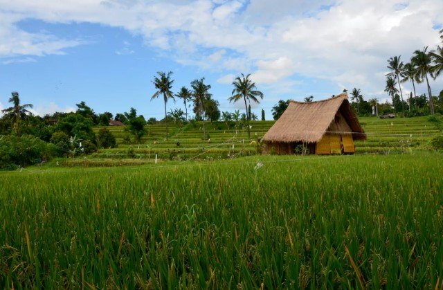 บ้านกระท่อมปลายนา วัสดุจากธรรมชาติ ตกแต่งงานไม้ ผสมผสานปูนเปลือย
