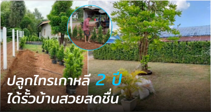 รีวิวปลูกไทรเกาหลี 2 ปี กลายเป็นรั้วบ้านแสนสวย และเป็นธรรมชาติ