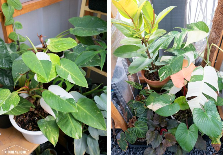 Sestraroom จากไอจีที่มีไว้อวดต้นไม้ จนกลายเป็นขายจริงจัง