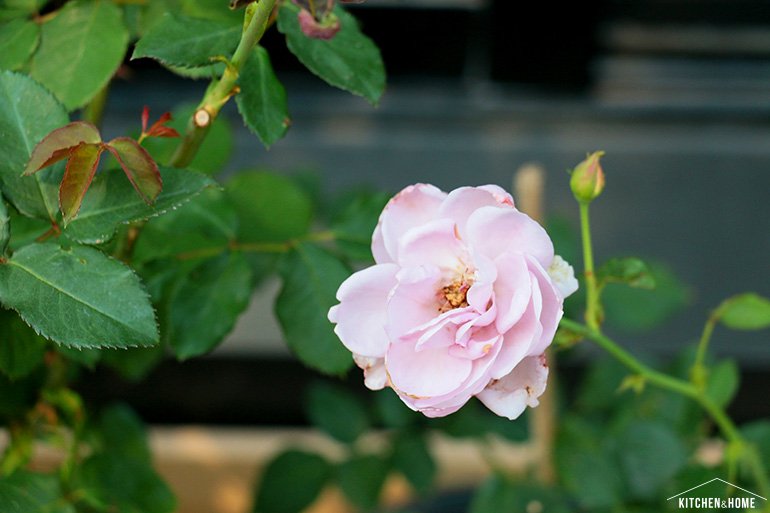 Sestraroom จากไอจีที่มีไว้อวดต้นไม้ จนกลายเป็นขายจริงจัง