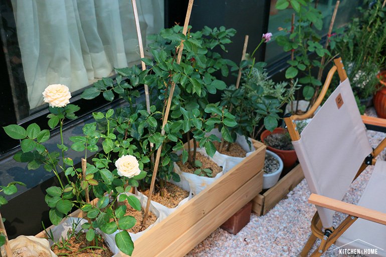 Sestraroom จากไอจีที่มีไว้อวดต้นไม้ จนกลายเป็นขายจริงจัง