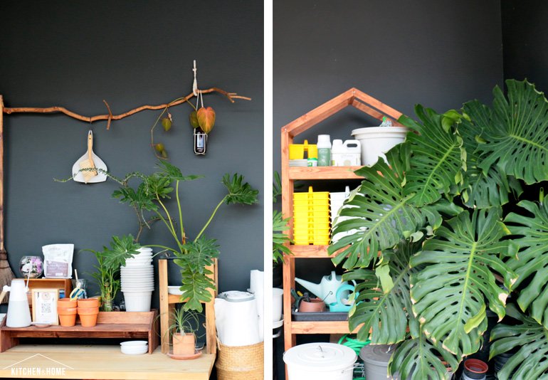 Sestraroom จากไอจีที่มีไว้อวดต้นไม้ จนกลายเป็นขายจริงจัง