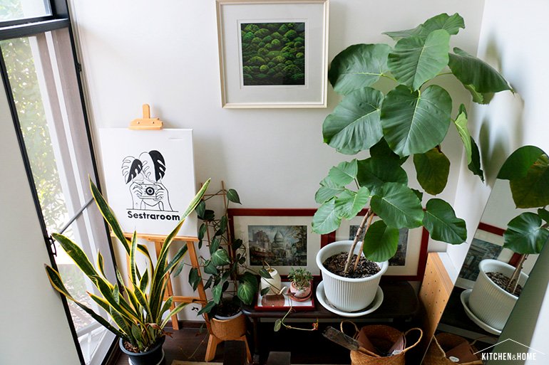 Sestraroom จากไอจีที่มีไว้อวดต้นไม้ จนกลายเป็นขายจริงจัง